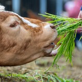 Tag der offenen Tuer auf einem Biohof in Bremen. Ein Kind füttert eine Kuh mit Gras.