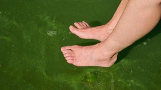 Zwei Füße vor Wasser mit Blaualgen.