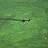 Ein Wasservogel durchquert einen Teppich aus Blaualgen.
