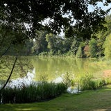 Blick auf ein Seeufer. Das Wasser ist grünlich.