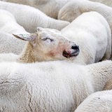 Ein Schaaf mit Verkrustungen am Mund steht zischen anderen Schafen