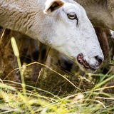 Ein Schaf mit sichtbarer Infektion am Mund steht auf einer Wiese.