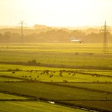 Kühe grasen auf einer Wiese. Im Hintergrund sind Strommasten zu sehen. 