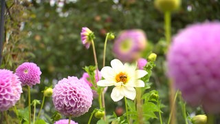 Zahlreiche lila Blumen in einem Garten.