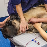 Ein Hund liegt in einer Tierklinik und wird von Tierarzthelferinnen festgehalten während er Blut spendet.