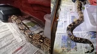 Collage zeigt 2 Bilder einer Boa Constrictor in Cuxhaven