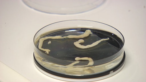 Eine Petrischale mit drei Bohrmuscheln.