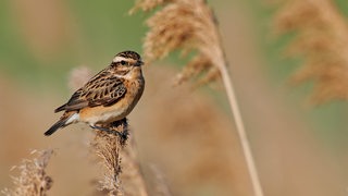 Braunkehlchen