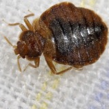 Eine Bettwanze krabbelt auf weißem Stoff