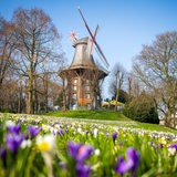 Krokusse und Narzissen blühen vor der Bremer Mühle am Wall.