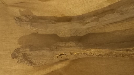 Zu sehen sind die Fußknochen einer Mumie im Bremer Bleikeller.