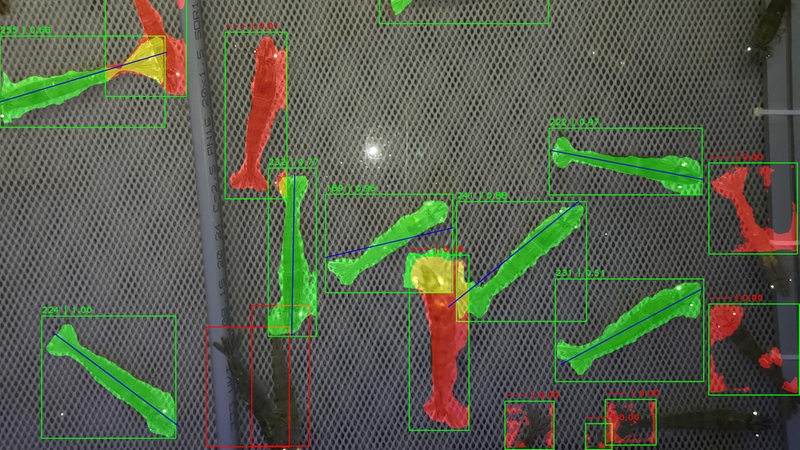 Auf einem Bildschirm sind rot und grün gefärbte Garnelen zu sehen.
