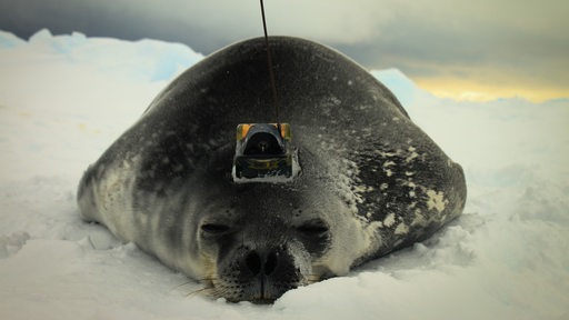 Auf einer Eisfläche liegt eine Robbe mit einem Sender am Kopf.