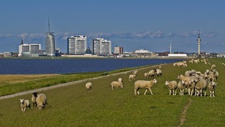 Zahlreiche Schafe stehen auf einem Deich nahe Bremerhaven.