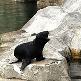 Das Seelöwen-Junges Lío sitzt im Bremerhavener Zoo am Meer auf einem Felsen und brüllt