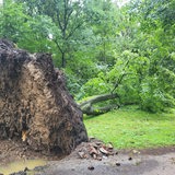 Ein entwurzelter Baum liegt auf dem Boden.