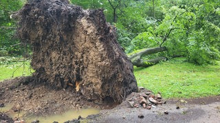 Ein entwurzelter Baum liegt auf dem Boden.