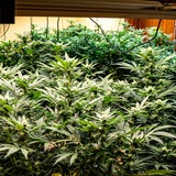 Eine Cannabis Plantage als Hecke am Haus