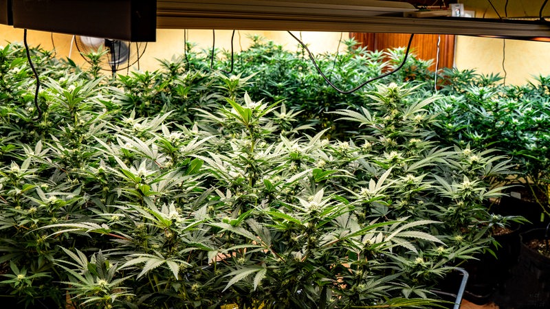 Eine Cannabis Plantage als Hecke am Haus