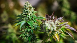 Erntereife Cannabispflanzen stehen in einem Aufzuchtszelt unter künstlicher Beleuchtung.
