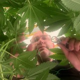 Ein Mann kontrolliert Cannabis-Pflanzen mit einer Lupe.