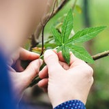 Ein Mann hält ein grünes Cannabis-Blatt in der Hand (Symbolbild)
