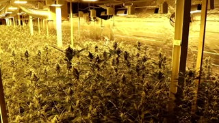 Eine überdachte Cannabis Plantage mit gelber Beleuchtung.