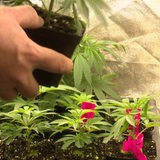 Eine Hand hält eine junge Cannabispflanze im Topf, im Hintergrund stehen weitere.