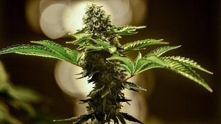Eine Nahaufnahme von einer Cannabis-Pflanze.