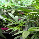 Zu sehen sind Cannabis-Pflanzen.