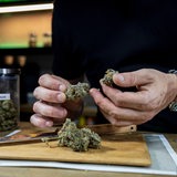 Ein Mann hält mehrere Cannabis-Blüten in den Händen.