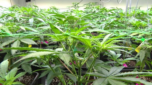 Ein größerer Anbau von Cannabis Pflanzen