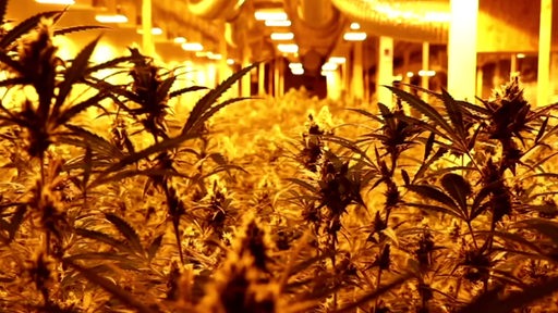 Eine Halle in der Cannabis Pflanzen unter künstlicher Beleuchtung wachsen.