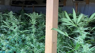 In einem Raum stehen zahlreiche Cannabis-Pflanzen
