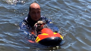 Feuerwehrtaucher retten einen kleinen Hund aus der Weser.