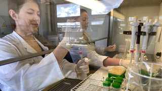 Mitarbeiterinnen in einem Labor untersuchen Proben.