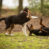 Hundewelpen spielen bei einer Welpenspielstunde