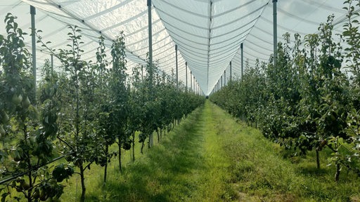 Über die Apfelreihen einer Obstplantage sind Hagelnetze aufgespannt.