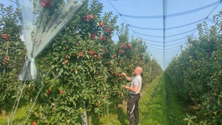 Der Obstbauer Julian Uelzen überprüft seine Apfelbäume.