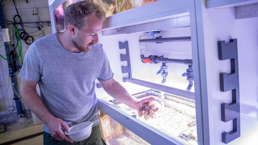 Holger Kühnhold, Meeresbiologe, holt im Leibniz-Zentrum für Marine Tropenforschung (ZMT) eine Mangrovenqualle aus einem Aquarium.