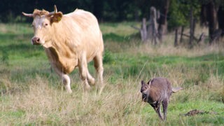 Ein Känguru rennt über eine Weide und liefert sich ein Wettrennen mit einer Kuh.