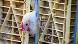 Ein Huhn steckt den Kopf aus einer Transportbox