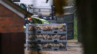 Ein Käfig mit vielen Hühnern auf einem landwirtschaftlichen Betrieb.