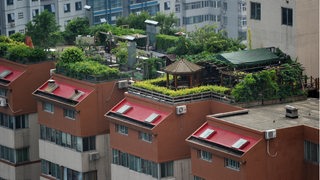 Flachdächer sind mit Pflanzen bedeckt