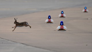 Ein Hase hoppelt für die Landebahn eines Flughafens.
