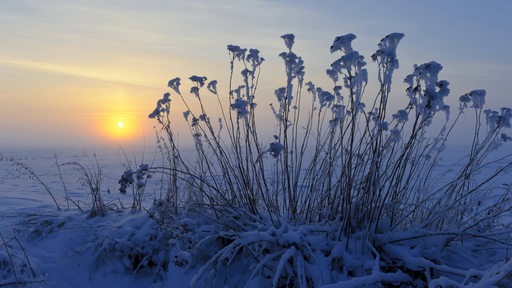 Sonnenuntergang am Rand des verschneiten Moors