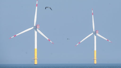 Zwei Windräder stehen im Meer, davor fliegen Möwen.