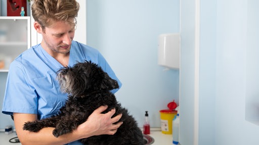 Ein junger Tierarzt hält einen kleinen Hund im Arm