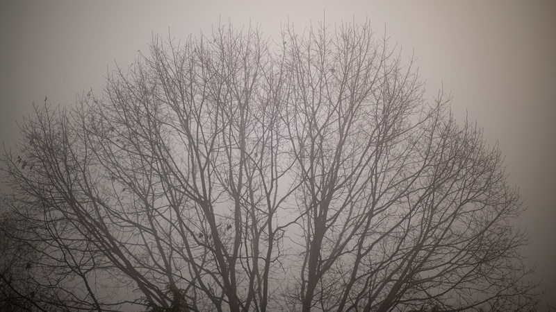 Ein nebeliger, grauer Morgen mit Bäumen