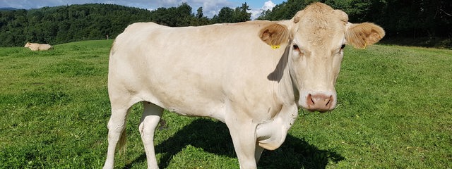 Eine Kuh der Sorte Blonde, d' Aquitaine 